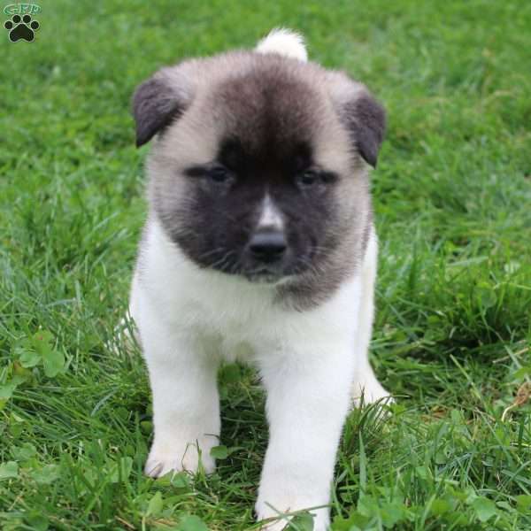 AKC Bandit, Akita Puppy